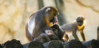 Meet Jasper, a rare baby mandrill born at the Fort Worth Zoo