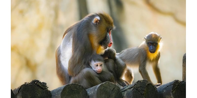 Meet Jasper, a rare baby mandrill born at the Fort Worth Zoo