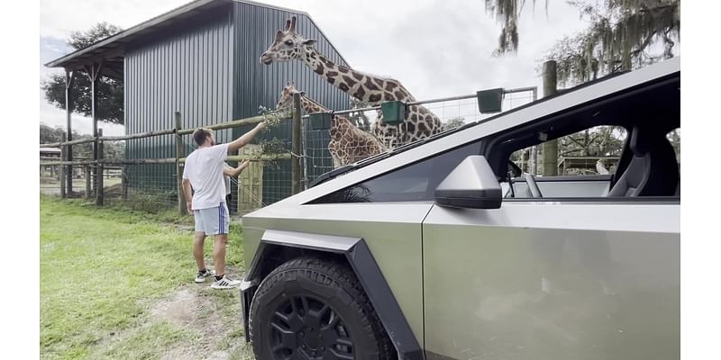 Cybertruck Safari at Giraffe Ranch in Dade City