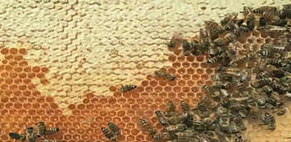 Las Vegas beekeepers rescue bee colonies from destruction