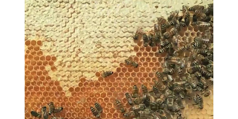 Las Vegas beekeepers rescue bee colonies from destruction