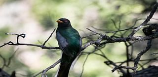 'Rarer creatures': Elegant trogons, hummingbirds alter flight paths as drought persists