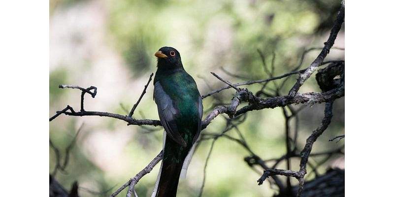 'Rarer creatures': Elegant trogons, hummingbirds alter flight paths as drought persists