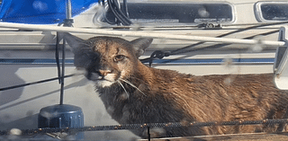 Cougar dies after being sedated on the docks at Newport’s Embarcadero Marina