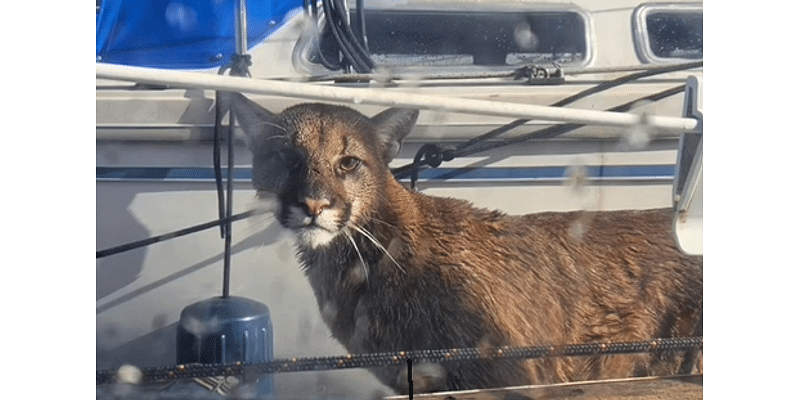 Cougar dies after being sedated on the docks at Newport’s Embarcadero Marina