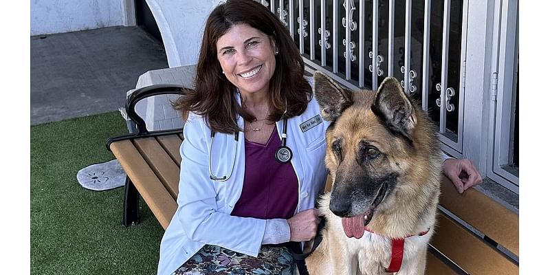 German Shepherd found zip-tied and abandoned in Malibu is seen making remarkable recovery - as reward for finding cruel abusers shoots up to $25,000