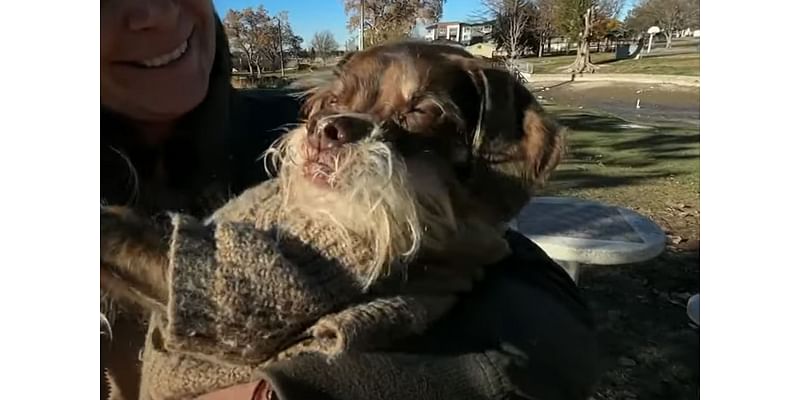 Senior Dog Left Unable to Walk After His Wheelchair was Stolen, Gets Moving Again Thanks to Community Support