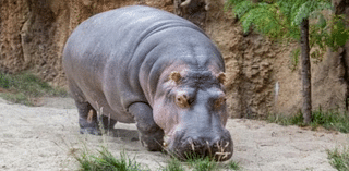 Oldest hippo in US zoos dies at 55