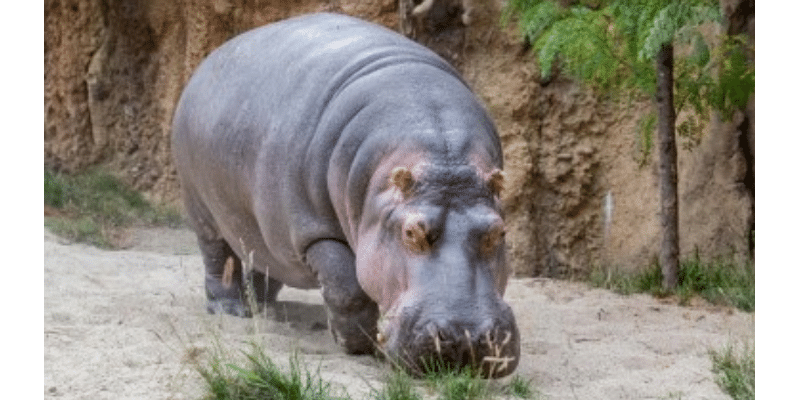 Oldest hippo in US zoos dies at 55