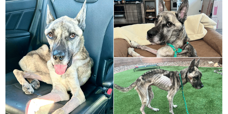 Emaciated dog surrendered to Las Vegas Rescue slowly gaining weight after medical help