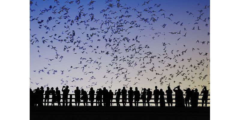 Famous Texas bats to be displaced by new highway project