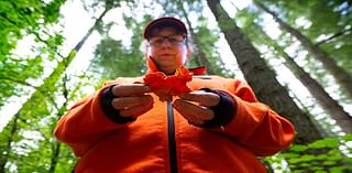 Ink caps, angel wings, chicken of the woods. Where to hunt mushrooms in Pierce County