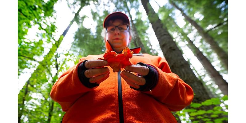 Ink caps, angel wings, chicken of the woods. Where to hunt mushrooms in Pierce County