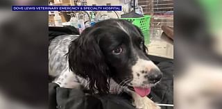 WATCH: Dog rescued after impaled by foot-long stick