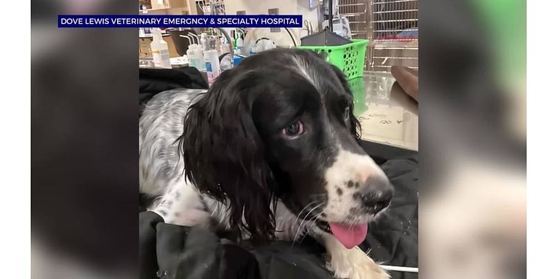 WATCH: Dog rescued after impaled by foot-long stick