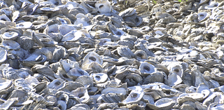 New partnership helps recycle over 25 tons of oyster shells from Pensacola Beach restaurants