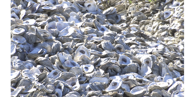 New partnership helps recycle over 25 tons of oyster shells from Pensacola Beach restaurants