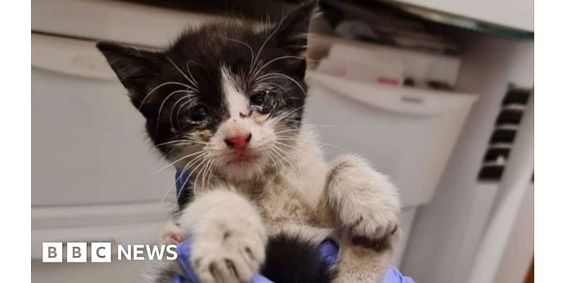 old cat saved from car engine