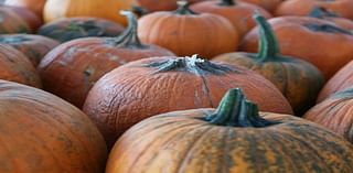 Where To Pick Pumpkins In The Radnor Area This Fall