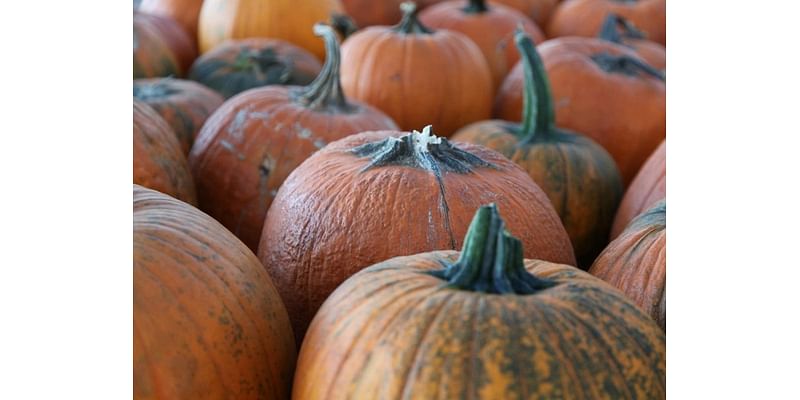 Where To Pick Pumpkins In The Radnor Area This Fall