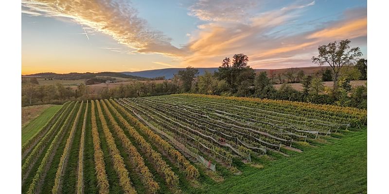 Central Pa. estate producer adds Saperavi, Gruner to acres of vines it sources for its wines