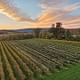 Central Pa. estate producer adds Saperavi, Gruner to acres of vines it sources for its wines