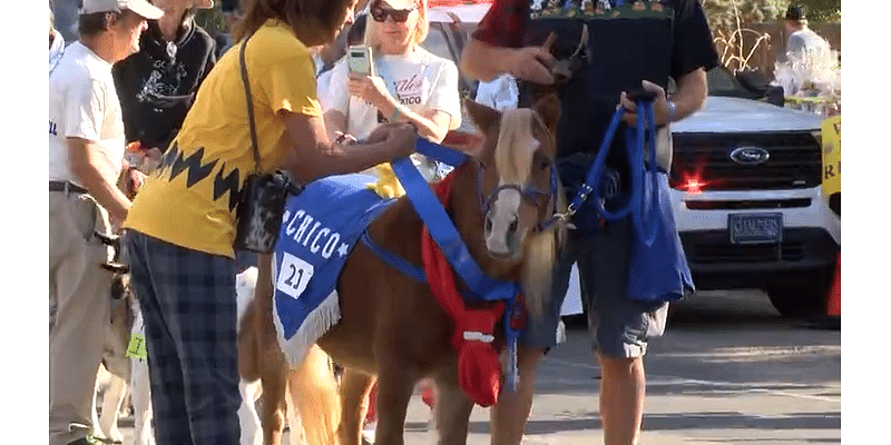 2024 pet mayor of Corrales announced; all funds heading to animal services