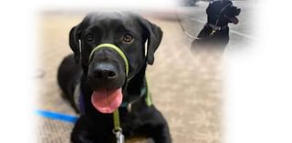 Antioch Police Department’s new comfort dog to be sworn in this month