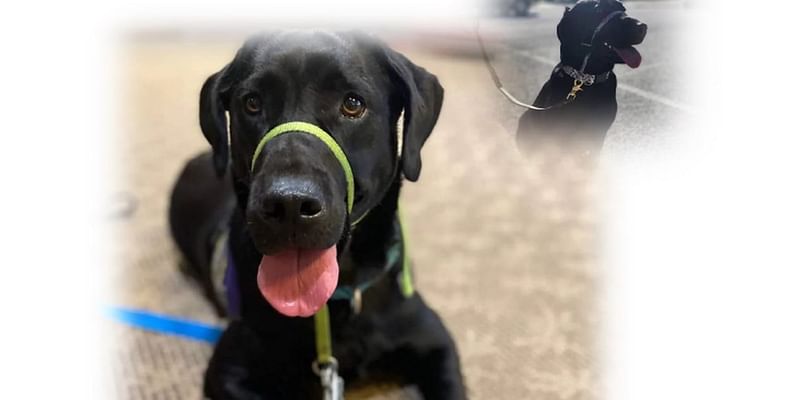 Antioch Police Department’s new comfort dog to be sworn in this month