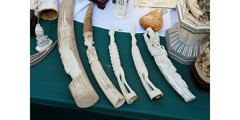 New York ivory ban for antiques dealers voided by US appeals court