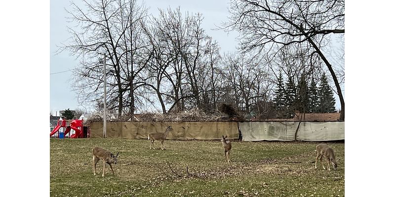 Parma police kicks off second year of deer culling program