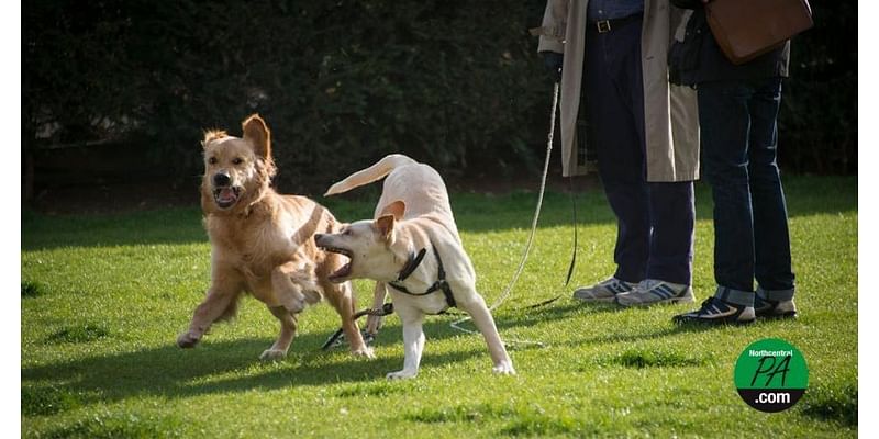 Union County receives grants to restore dog park, add other outdoor features