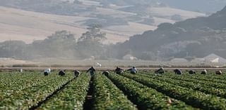 Study finds Central Valley residents continually exposed to 'toxic soup' of pesticides