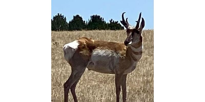 CPW asks public for assistance in locating Pueblo West poacher