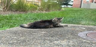 'Let Us Save These Cats,' Rescue Pleads To Help Cat Colony At Manassas Apartments