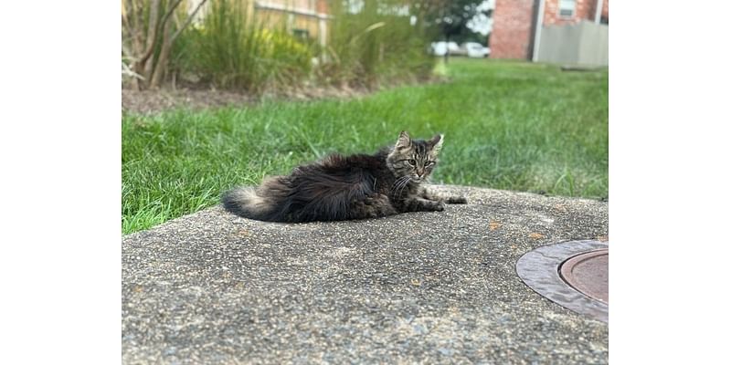 'Let Us Save These Cats,' Rescue Pleads To Help Cat Colony At Manassas Apartments