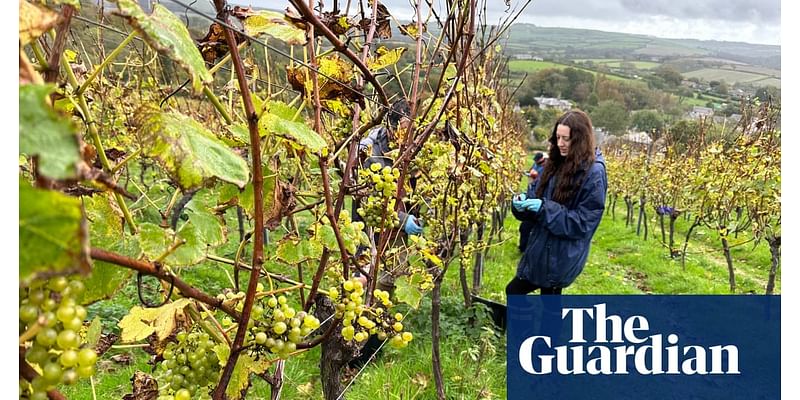 Country diary: Slim pickings at the vineyard – this is what winemakers feared