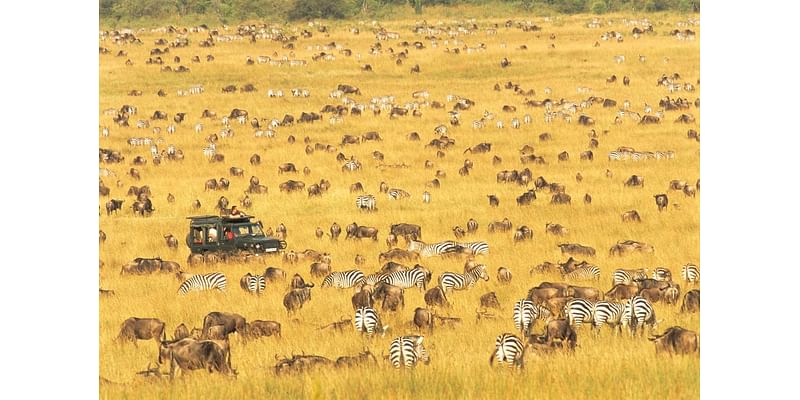 Migration Marvels: 5 Wildlife Journeys For Your Travel Bucket List