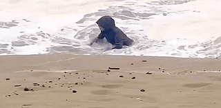 Close call: video of woman nearly swept away highlights king tide danger