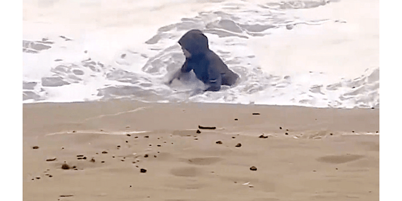 Close call: video of woman nearly swept away highlights king tide danger