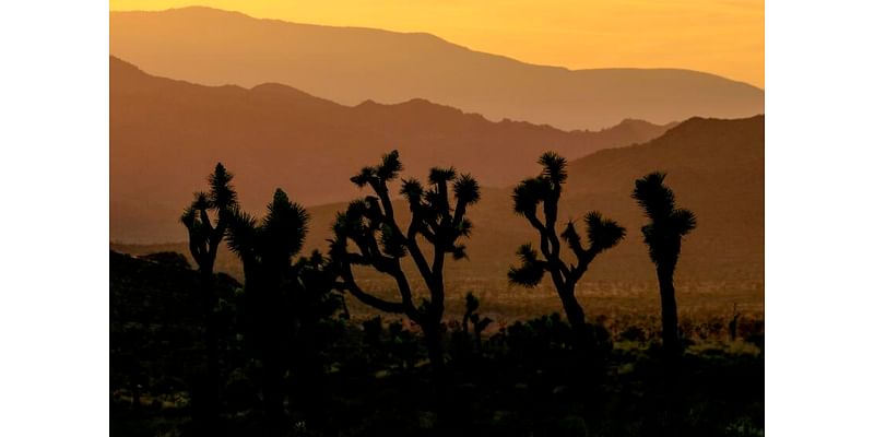 Man arrested in Joshua Tree on suspicion of firing gun after chase across two counties