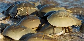 'Horseshoe U': Citizen scientists learn how to save sea-going animals that help save human lives