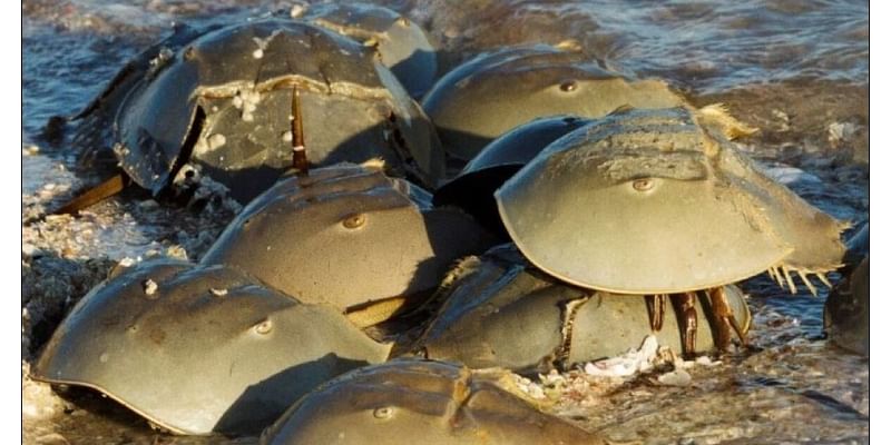 'Horseshoe U': Citizen scientists learn how to save sea-going animals that help save human lives