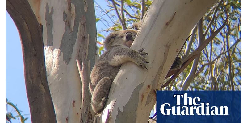 Koala deaths almost double in housing developments in south-western Sydney, data shows