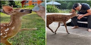 ‘I’m Very Blessed’: Man Starts Taking Care of ‘Fairy’ the Orphan Baby Deer—She Now Loves Visiting Him