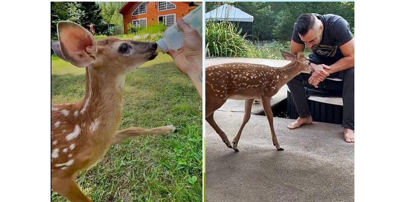 ‘I’m Very Blessed’: Man Starts Taking Care of ‘Fairy’ the Orphan Baby Deer—She Now Loves Visiting Him