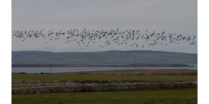 ‘I have 100 scarecrows but still can’t protect my crops from geese’