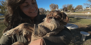 Thief steals disabled 15-year-old Colorado dog's wheelchair