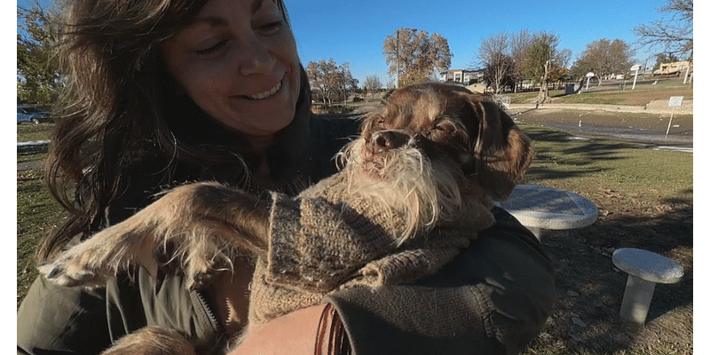 Thief steals disabled 15-year-old Colorado dog's wheelchair