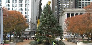 Chicago accepting nominations for official Christmas tree to light up Millennium Park